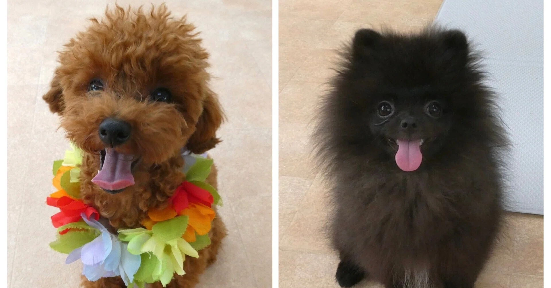 新入犬のトイプードルの【くうくん】＆幼稚園体験に来てくれた