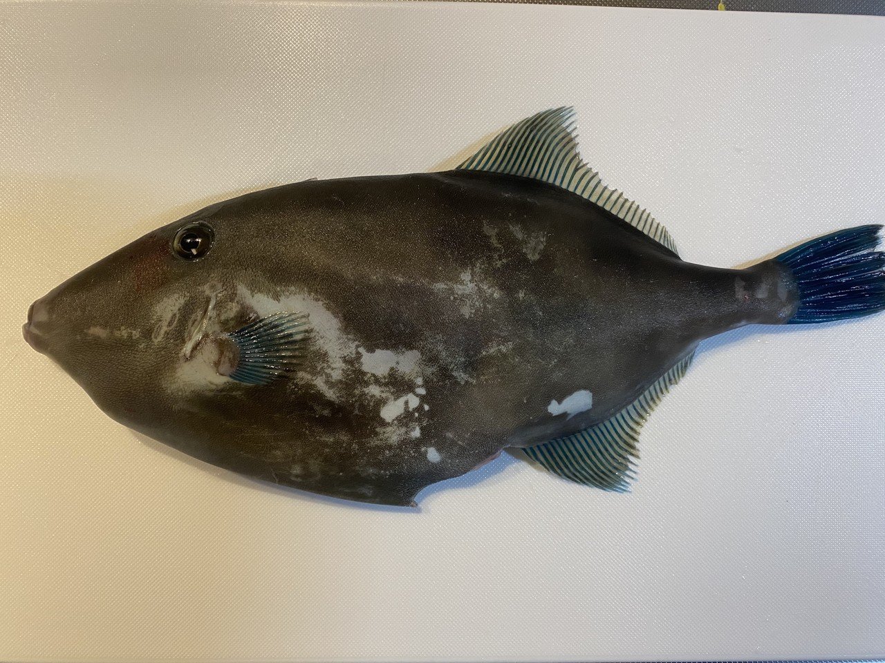 夏のウマズラハギは肝がなくても身が旨い Noriaki Kawanishi 田舎暮らしデザイナー Note 夏のウマズラハギは肝がなくても身が旨い Noriaki Kawanishi 田舎暮らしデザイナー Note