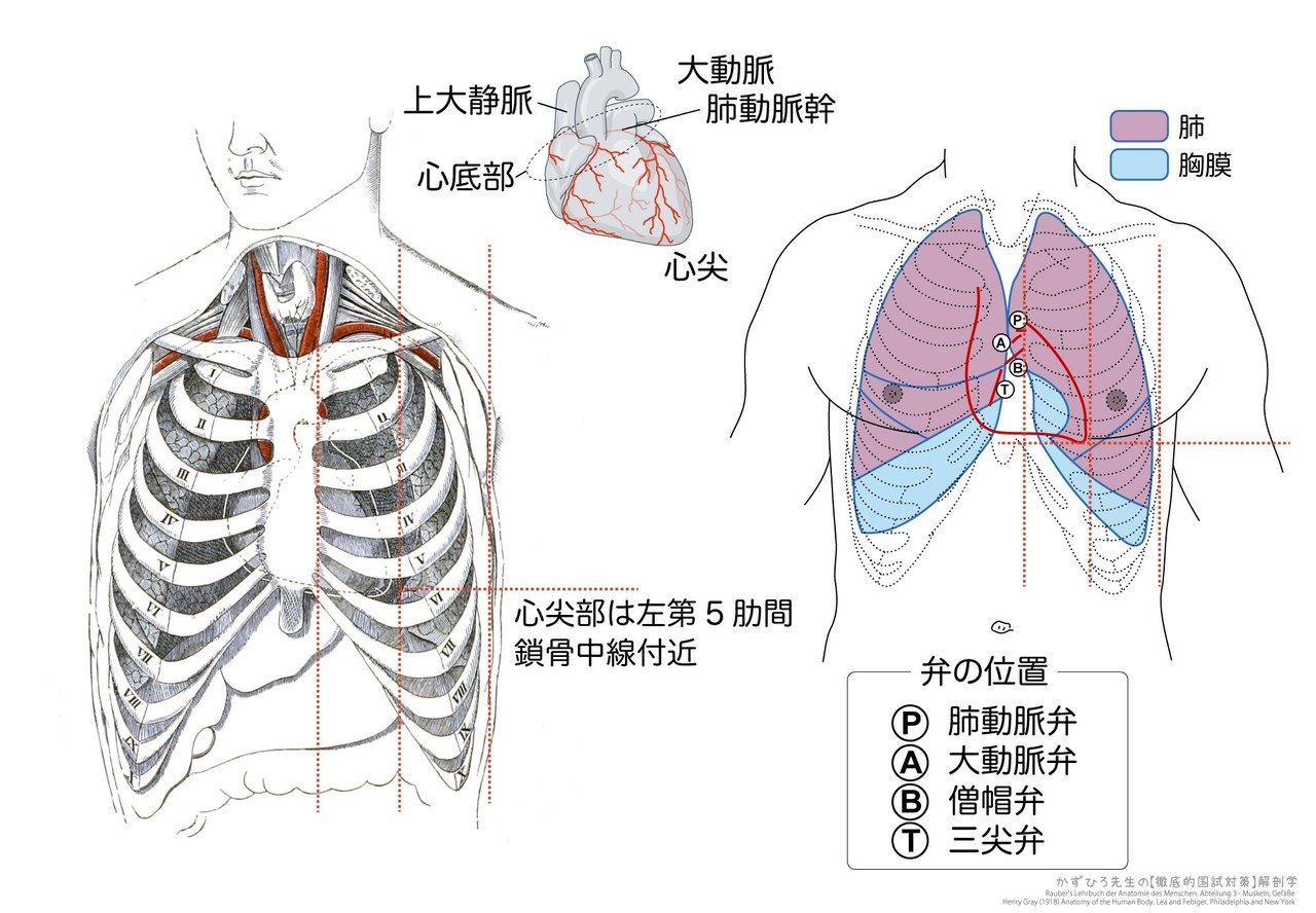 2-2 (2)】循環器系 - 心臓 一問一答|かずひろ先生(黒澤一弘 2-2 (2)】循環器系 - 心臓 一問一答|かずひろ先生(黒澤一弘