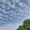 雲子