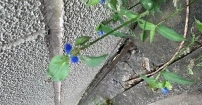 鳥肌またはさぶいぼ Naani Note 鳥肌またはさぶいぼ Naani Note