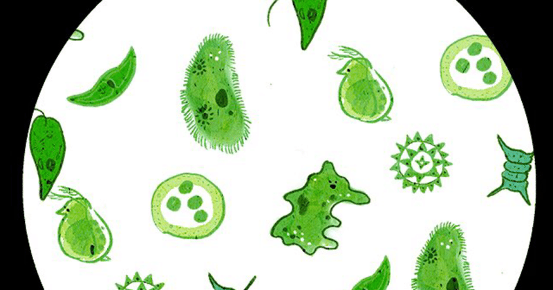 へんな微生物っているのよ 納木 のき まもる Note