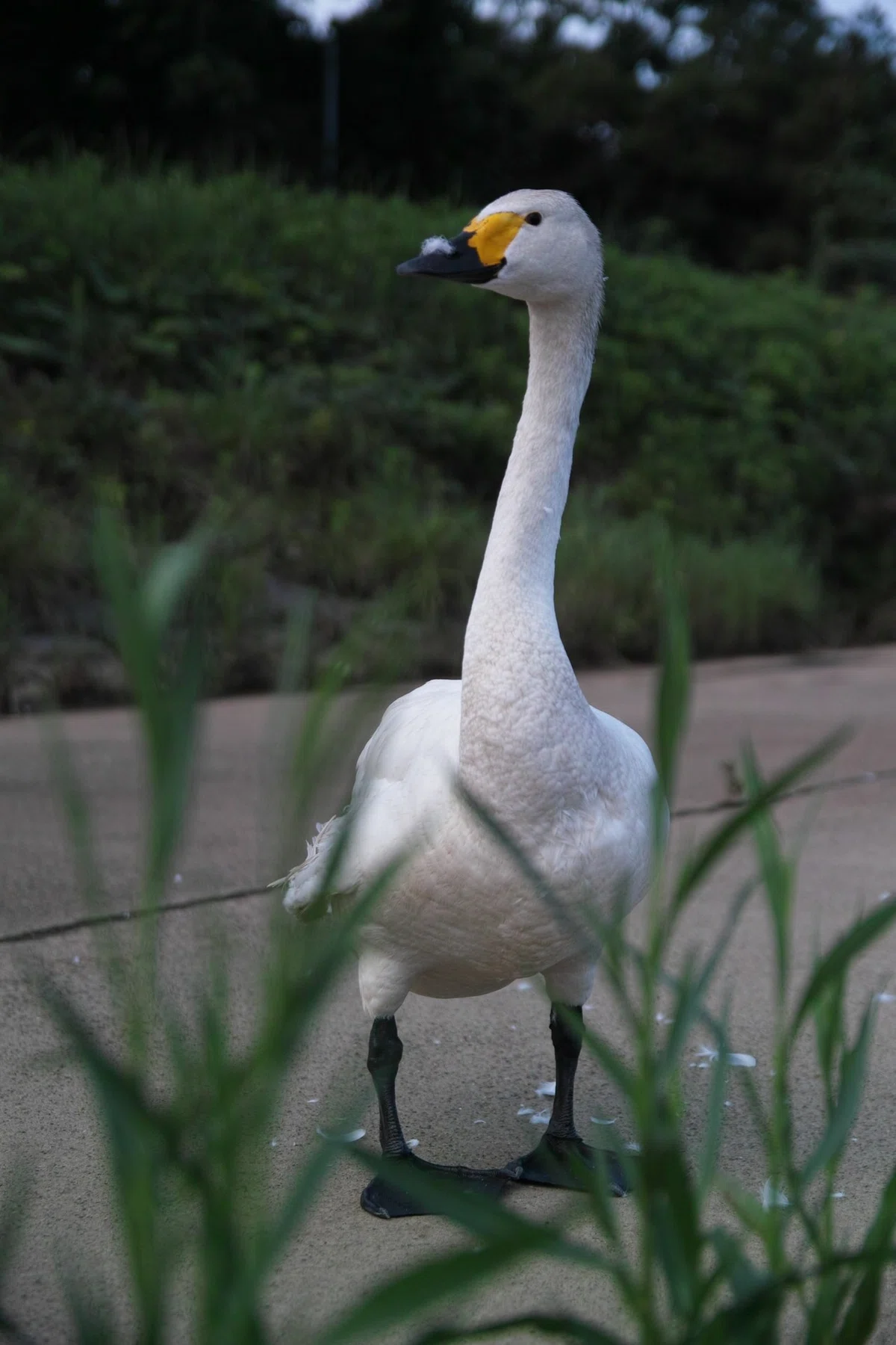 画像29