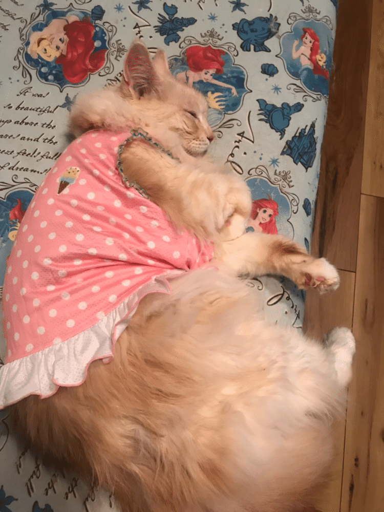 初投稿はやっぱりeriの天使マリー♡で。

ちっちゃいときからお洋服を着せていたから、お洋服大好きな子になりました♡
マリー12歳
ピンクとフリルが永遠に似合う。



#cat #ねこ #mainecoon #メインクーン #お散歩ねこ #猫