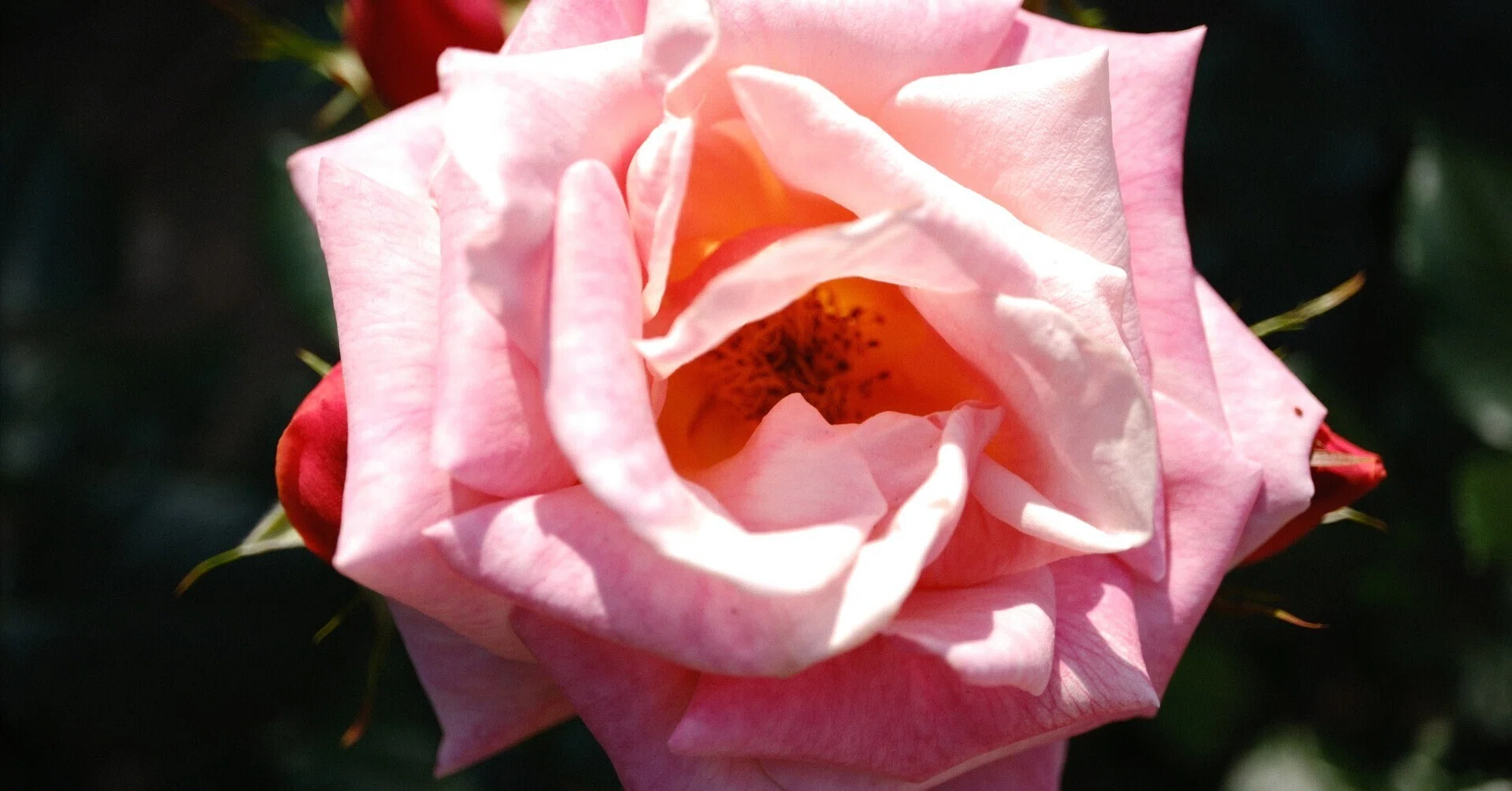 薔薇 Rose Garden F4 33.3x24.2cm 一点物 📷X-T30III × 🌹Nakanoshima Rose Garden | 🇩🇪Whisky Mac｜ぱぽ