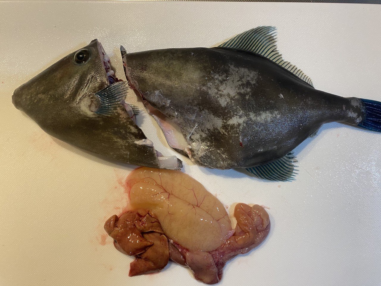 夏のウマズラハギは肝がなくても身が旨い Noriaki Kawanishi 田舎暮らしデザイナー Note 夏のウマズラハギは肝がなくても身が旨い Noriaki Kawanishi 田舎暮らしデザイナー Note