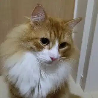 あおいこと