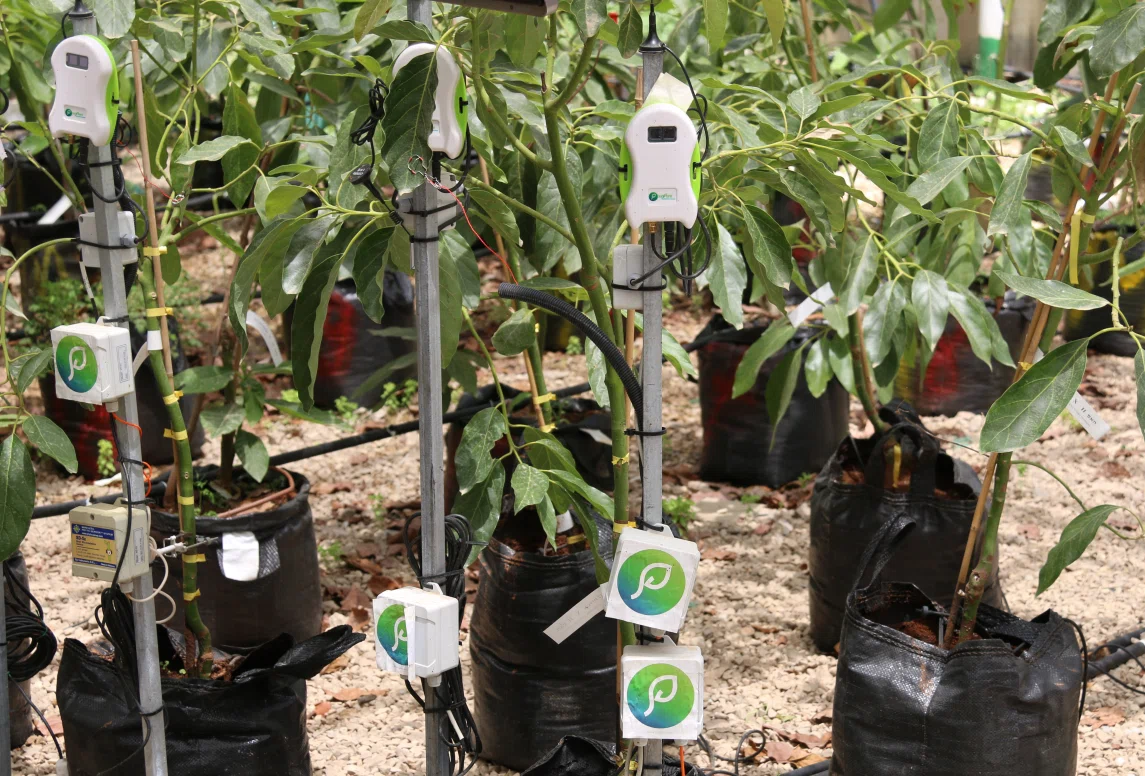 Avocado plant monitoring Precision Agriculture