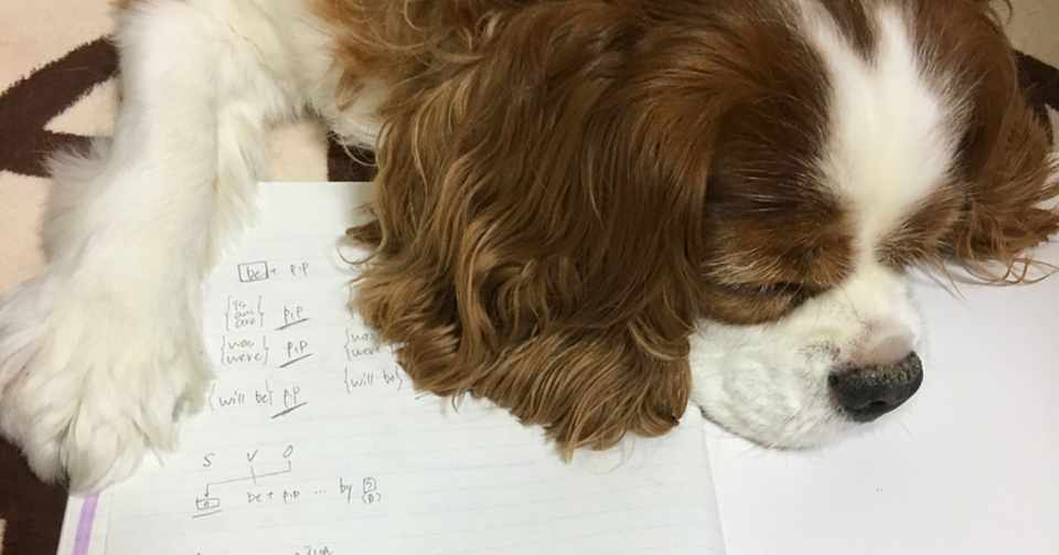 新しい洗濯機と犬 ひまり Note