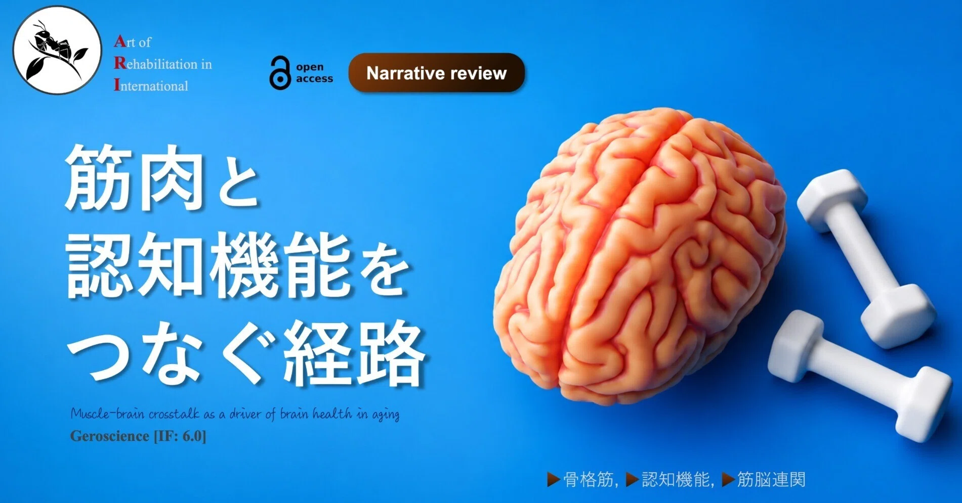 筋肉と認知機能をつなぐ経路｜Super Human | 理学療法士／保健学博士 Ph.D.