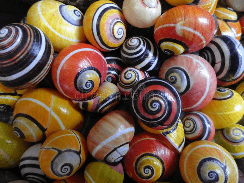 世界一美しいカタツムリの伝説 語り継がれるキューバの物語 フェルメンタール 発酵したパン生地のようなブログ Note