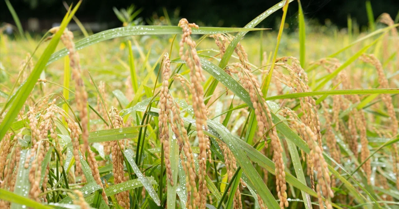 [Activity Report] Autumn rice harvesting in the rice paddies. Manual ...