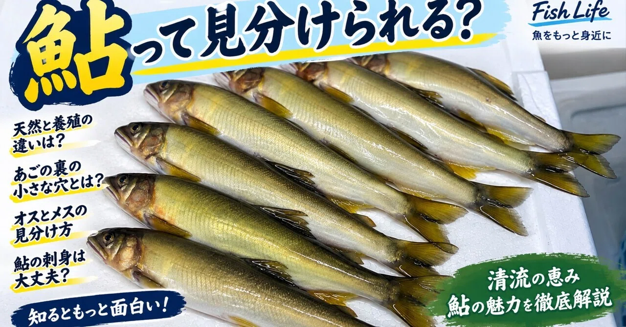 置物　鮎　オス・メス　ペア 鮎って見分けられる？ 天然・養殖、あごの穴、オス・メスまで見て