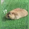 コウ|デザイナー