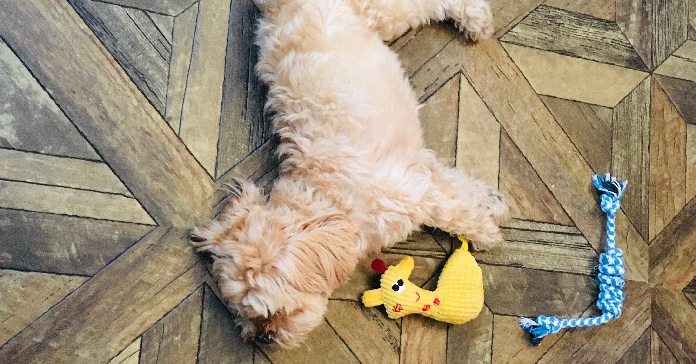 近況とモフさんの指間炎 つき はなこ Note 近況とモフさんの指間炎 つき はなこ Note