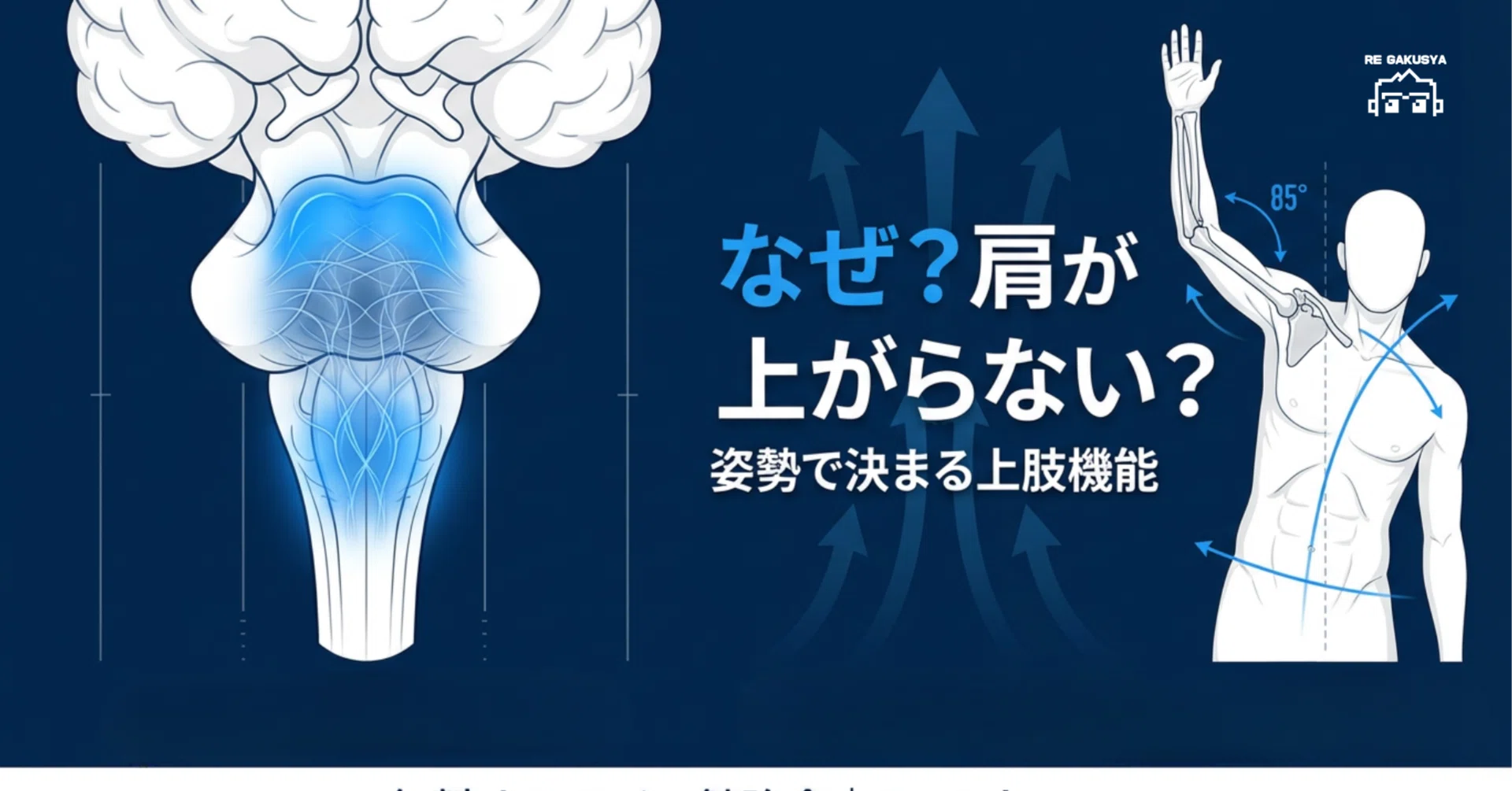 なぜ肩が上がらないのか?姿勢で決まる上肢機能〜橋の解剖から紐解く なぜ肩が上がらないのか?姿勢で決まる上肢機能〜橋の解剖から紐解く