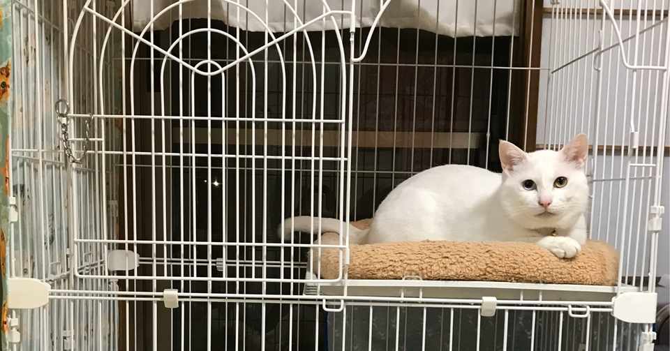 猫はケージに入れておくべきなのか ミヤカナ Note