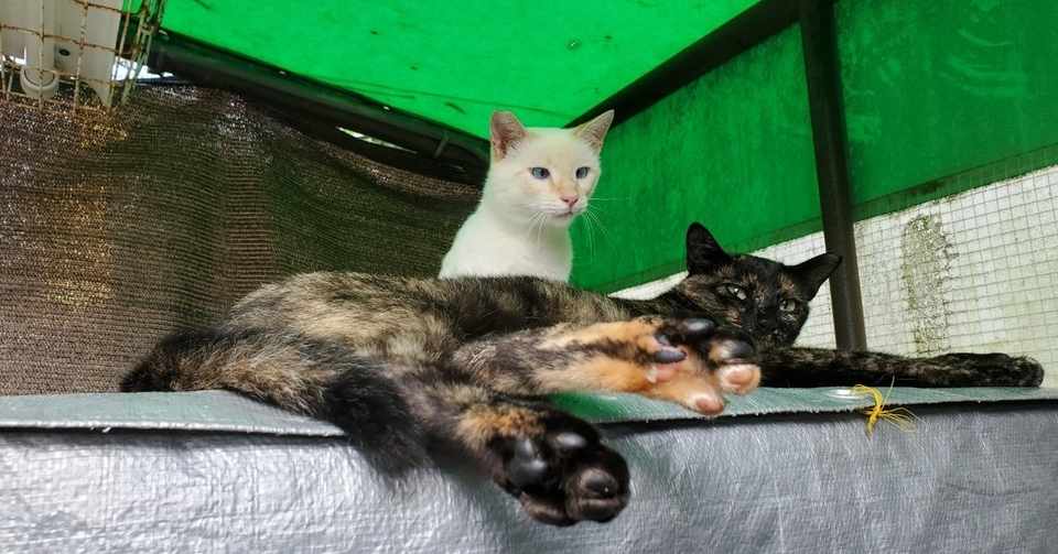 高いところに登る猫家族 猫日記43日目 ゆうきりんりん Note