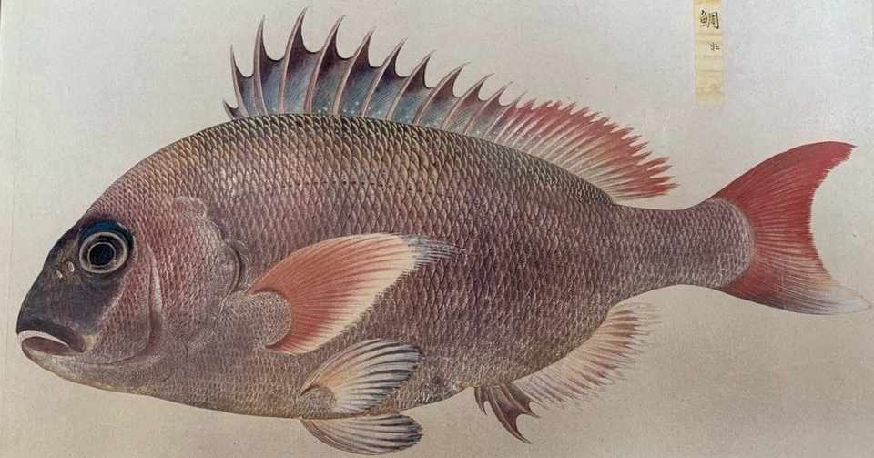 春レシピ 小鯛 こだい ちだい のアクアパッツァ 簡単 親子料理 プロでなくても美味しい Spring Recipe Red Sea Bream Aqua Pazza Shinmr Note