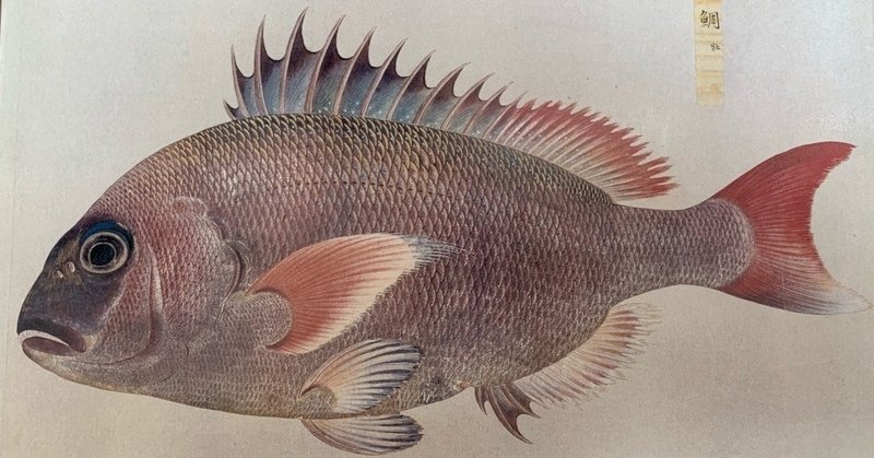 春レシピ 小鯛 こだい ちだい のアクアパッツァ 簡単 親子料理 プロでなくても美味しい Spring Recipe Red Sea Bream Aqua Pazza Shinmr Note