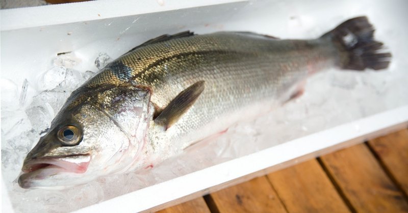 釣りにハマってアタリ中毒