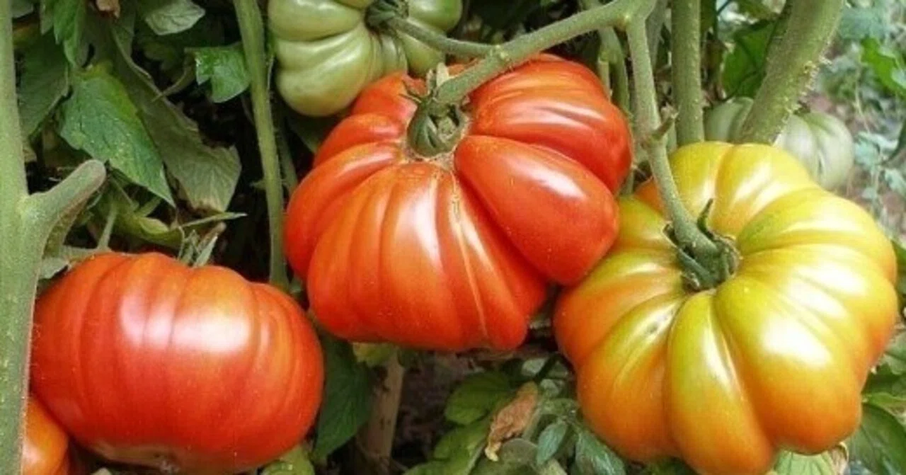 ヨーロッパ食材知識その7「トマト」(tomate)｜Quatre Saisons de
