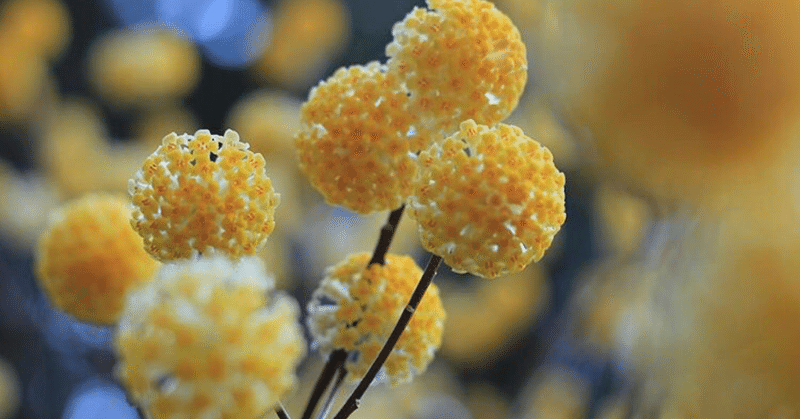 警察官合格への道 鹿児島県警 山田あつよ 警察応援キャリコン Note