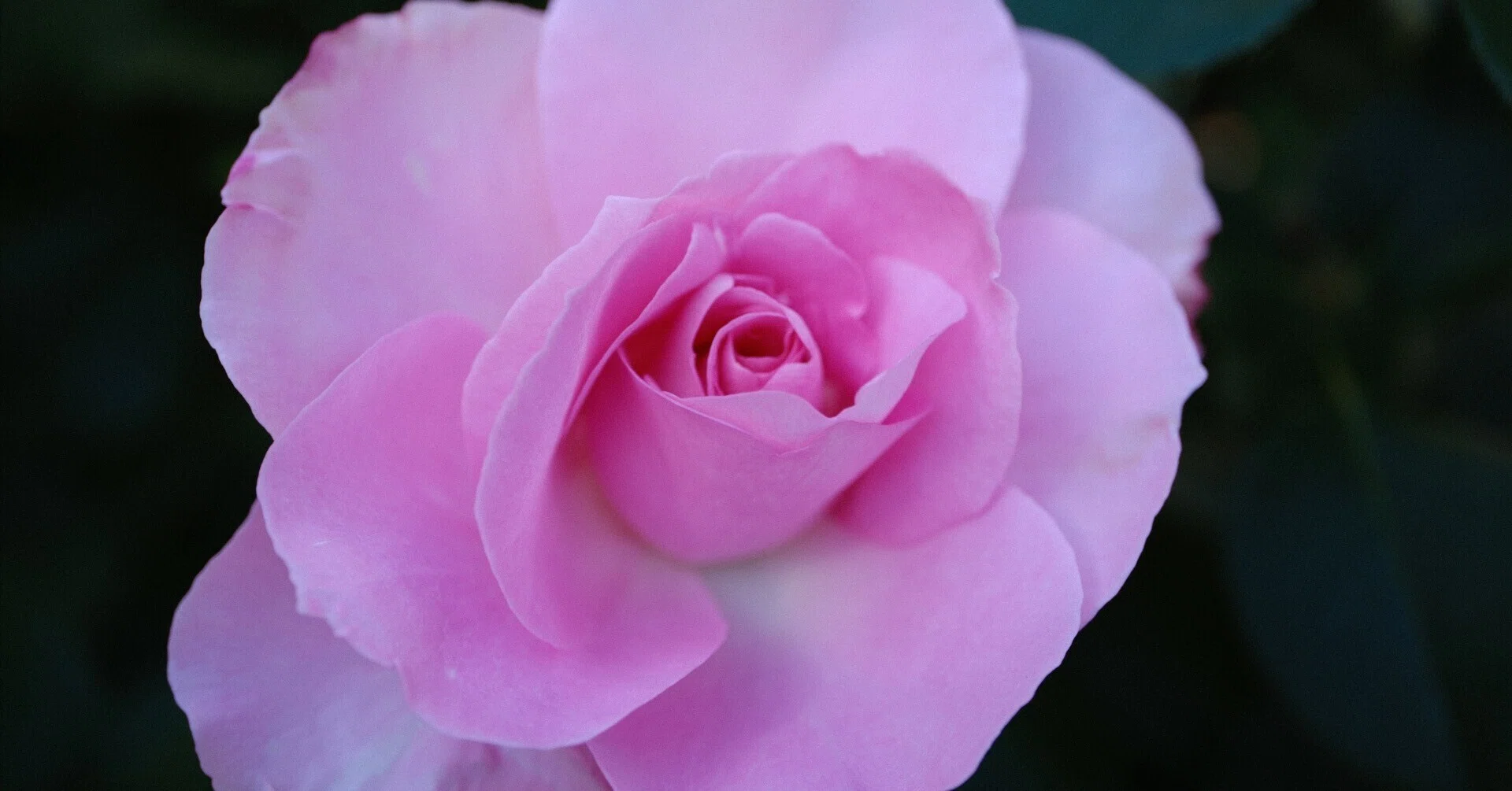 📷X-T30III × 🌹Nakanoshima Rose Garden | 🇫🇷Gille de Brissac