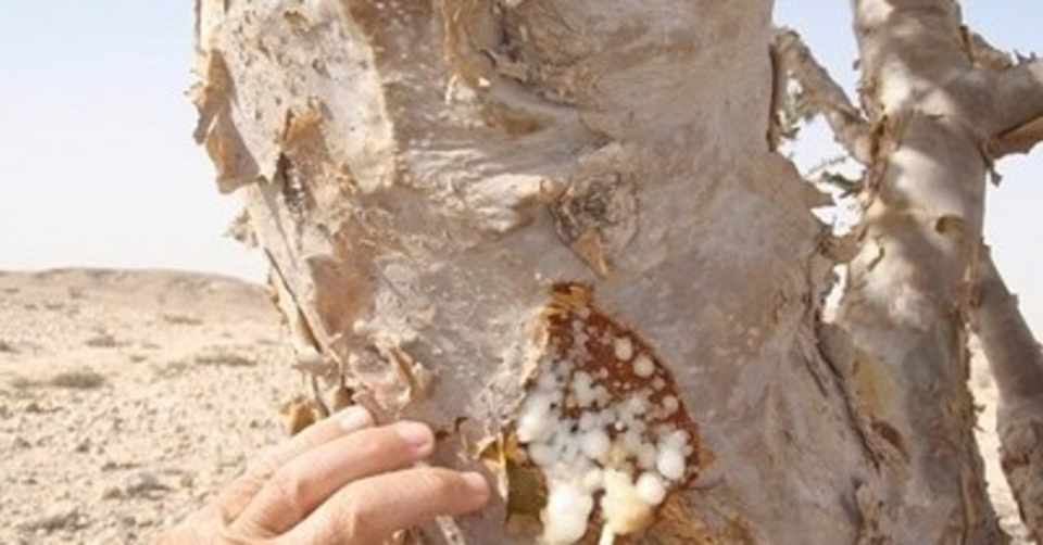 セイクレッド フランキンセンス エッセンシャルオイル 精油のプロフィール Aromaspirit Note