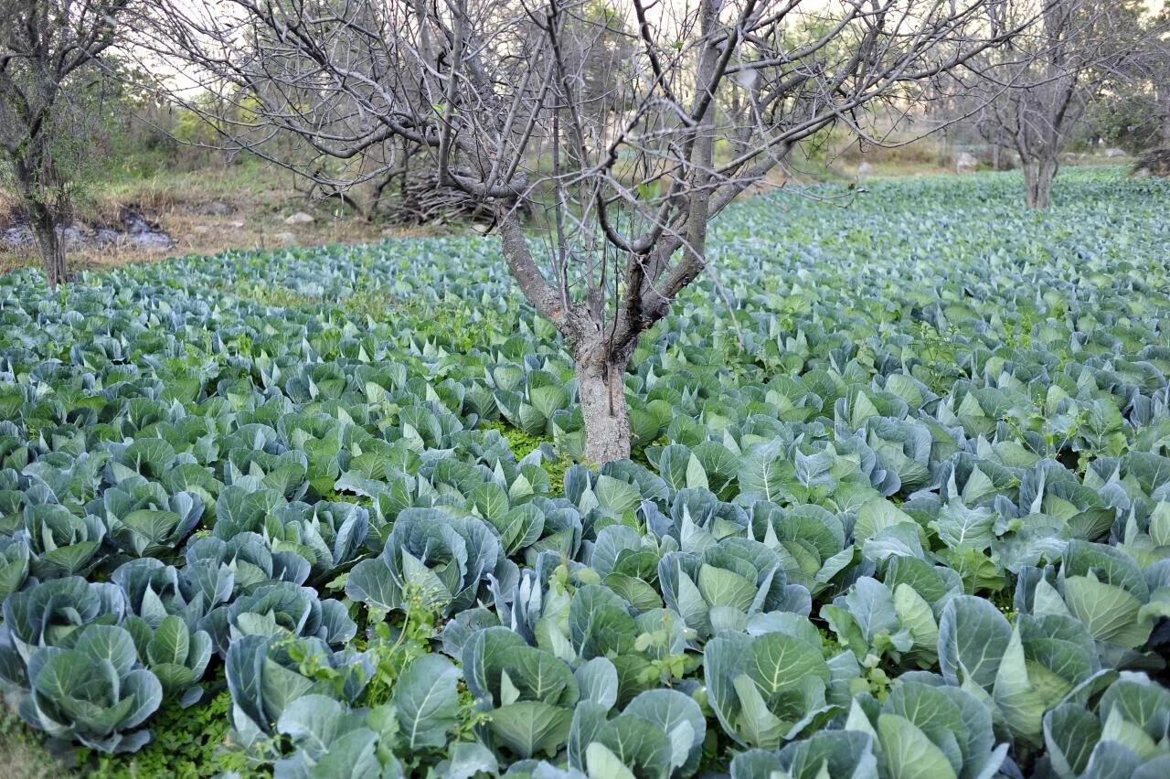 高原で広く栽培されるキャベツ畑。畑で作物が育つ様子は、高原野菜の生産と直売という記事の主題に重なる。