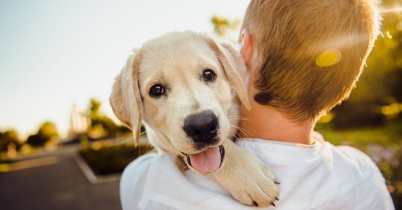 噛む犬を専門的にしつけてきたカリスマトレーナーのしつけ法 の新着タグ記事一覧 Note つくる つながる とどける