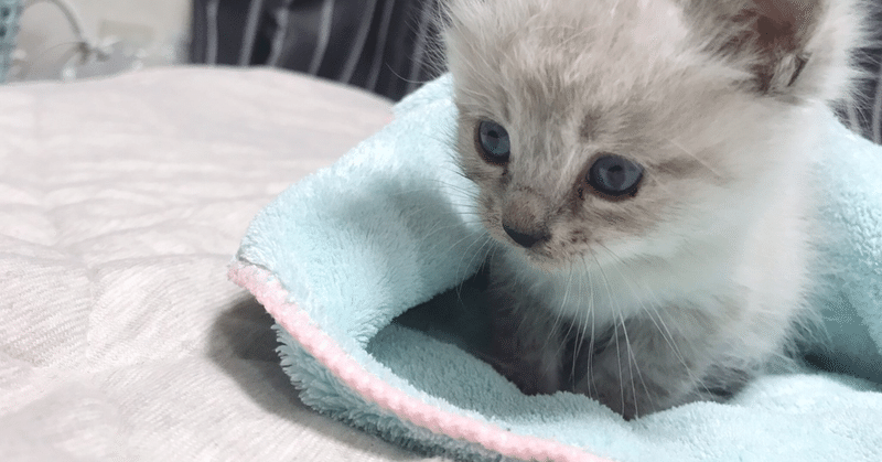 実話 雨に濡れる2匹の子猫を拾った話 にひ Note 実話 雨に濡れる2匹の子猫を拾った話 にひ Note