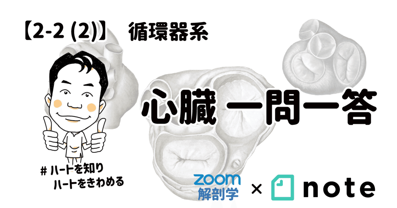 2-2 (2)】循環器系 - 心臓 一問一答|かずひろ先生(黒澤一弘 2-2 (2)】循環器系 - 心臓 一問一答|かずひろ先生(黒澤一弘