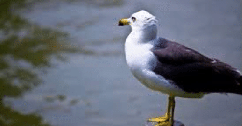 合唱曲 鴎 すまめり Note