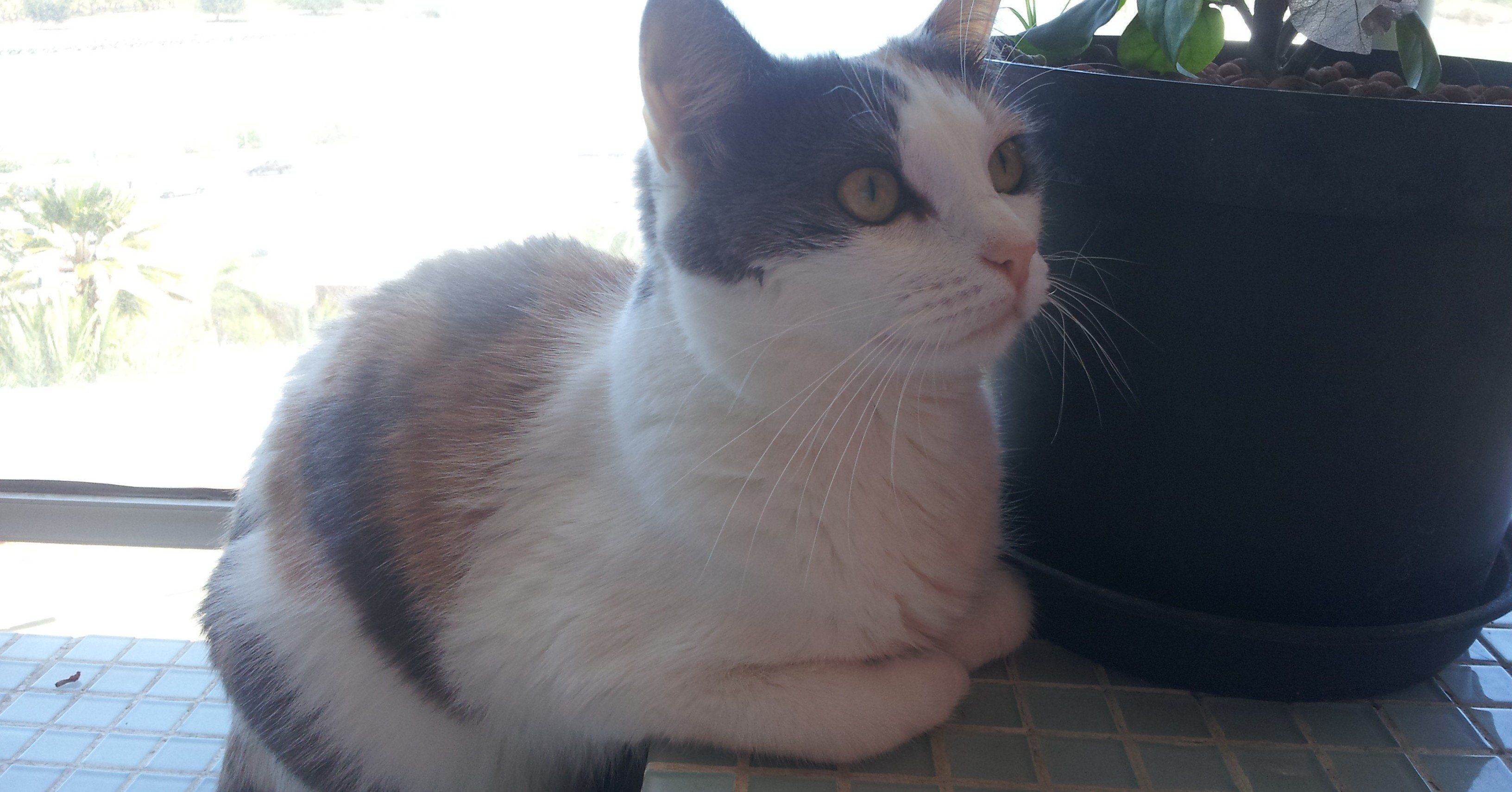 離婚騒動中に愛猫がごはんを食べなくなってしまった エリー フランス Note 離婚騒動中に愛猫がごはんを食べなくなってしまった エリー フランス Note
