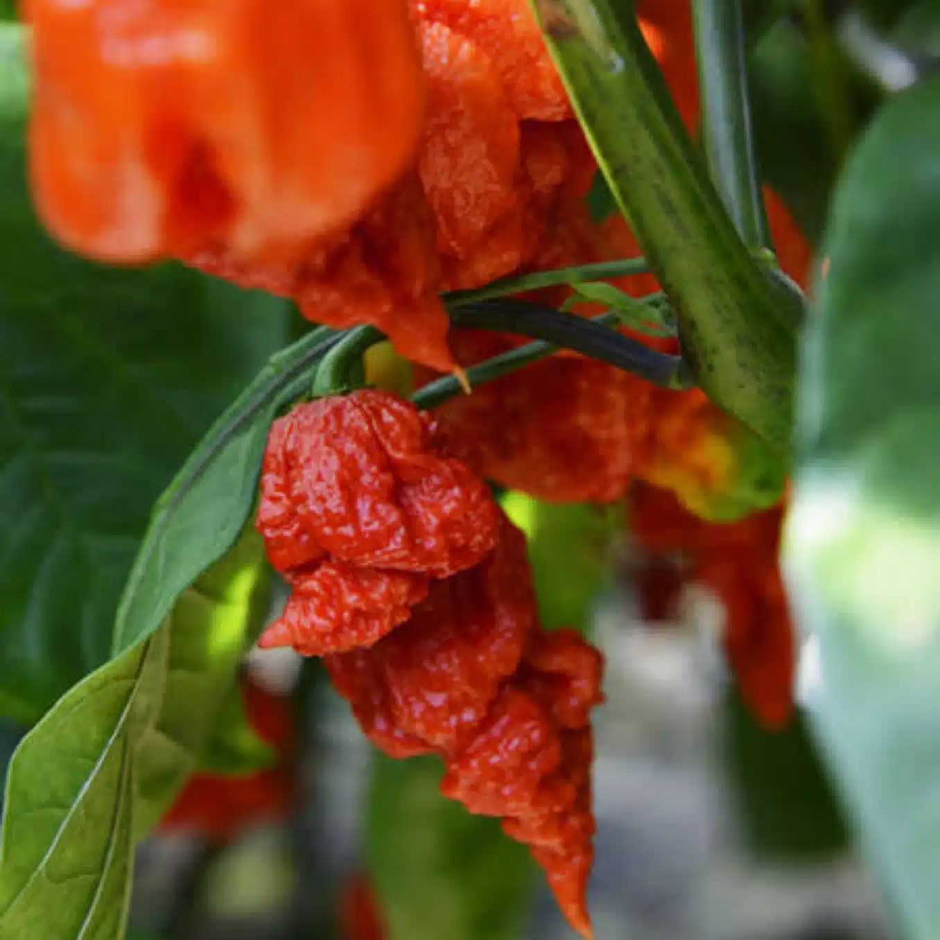 carolinareaper