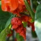 carolinareaper
