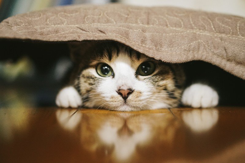 布団を被る猫