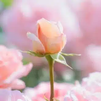 Sunao｜ 『今』を感じて深呼吸 🌿