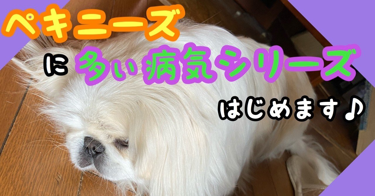 ペキニーズに多い病気シリーズ！病気一覧表！！｜ドッグライフ