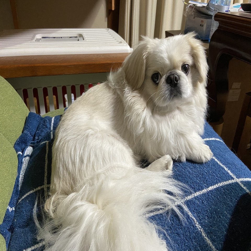 ペキニーズに多い病気シリーズ！病気一覧表！！｜ドッグライフ