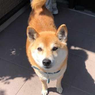 犬 の新着タグ記事一覧 Note つくる つながる とどける