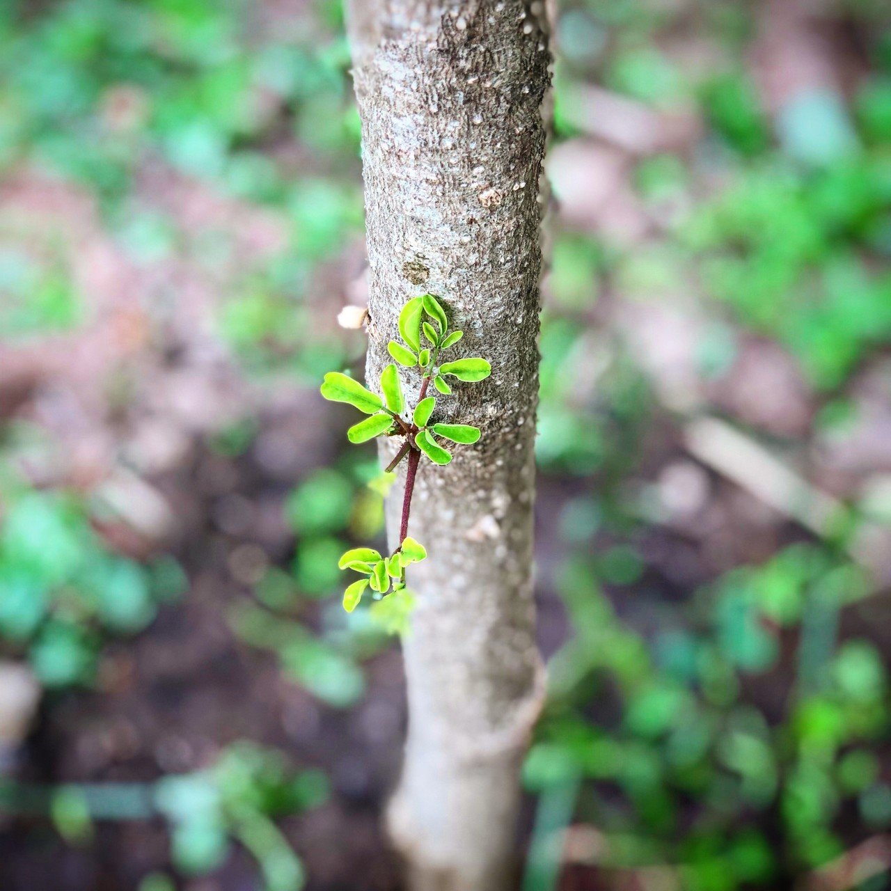 モリンガは挿木でも元気に目が出てきますよ タイではモリンガは放置してても育つためにたまにさし木を忘れてしまします 逆に過保護に育てなくても自立してるモリンガの木なので 今後は挿木 と新規にタネから芽出 Uwan モリンガ栽培と物作り Note