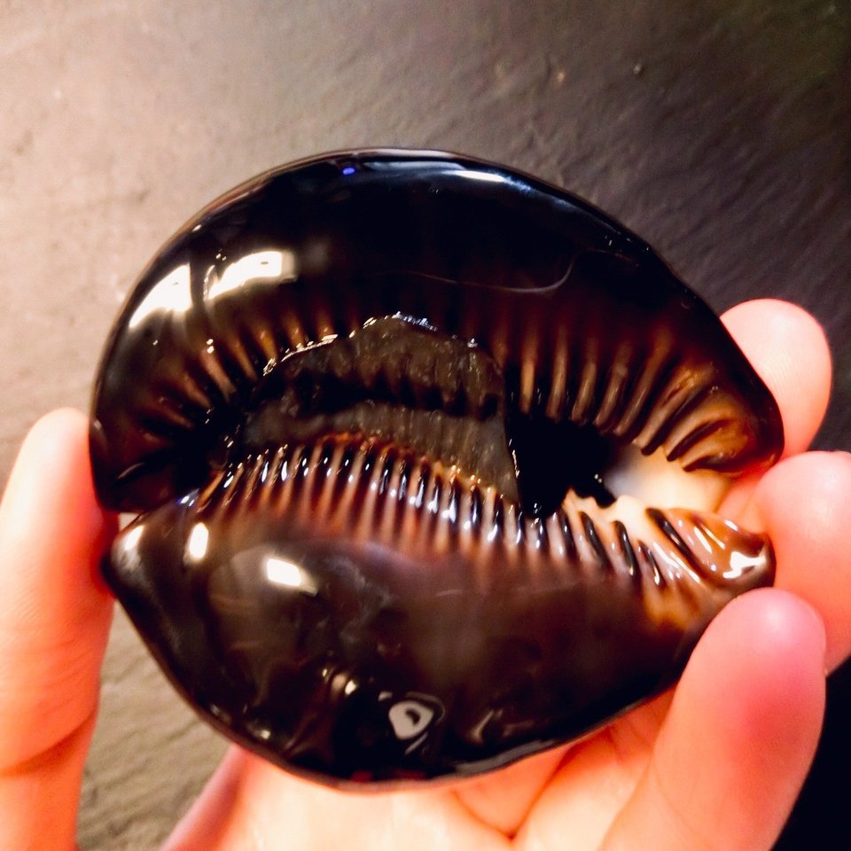 この貝で何を作りたいのかい 特別編 Yamamotravel Note