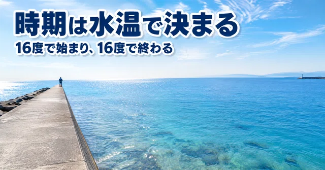 アオリイカの時期は水温で決まる｜16度で始まり16度で終わる一年