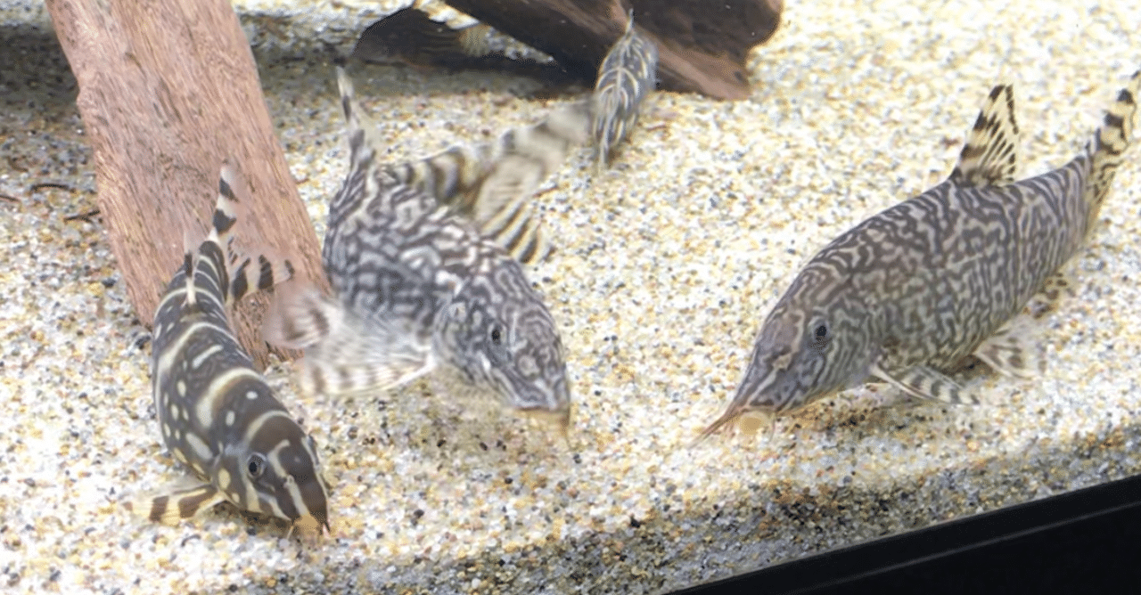 熱帯魚 カメラを見つけたドジョウ達 ゆこ ぺんぎん丸 Note