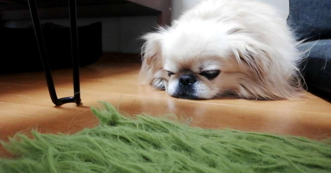 犬の名前がきなこです の新着タグ記事一覧 Note つくる つながる とどける
