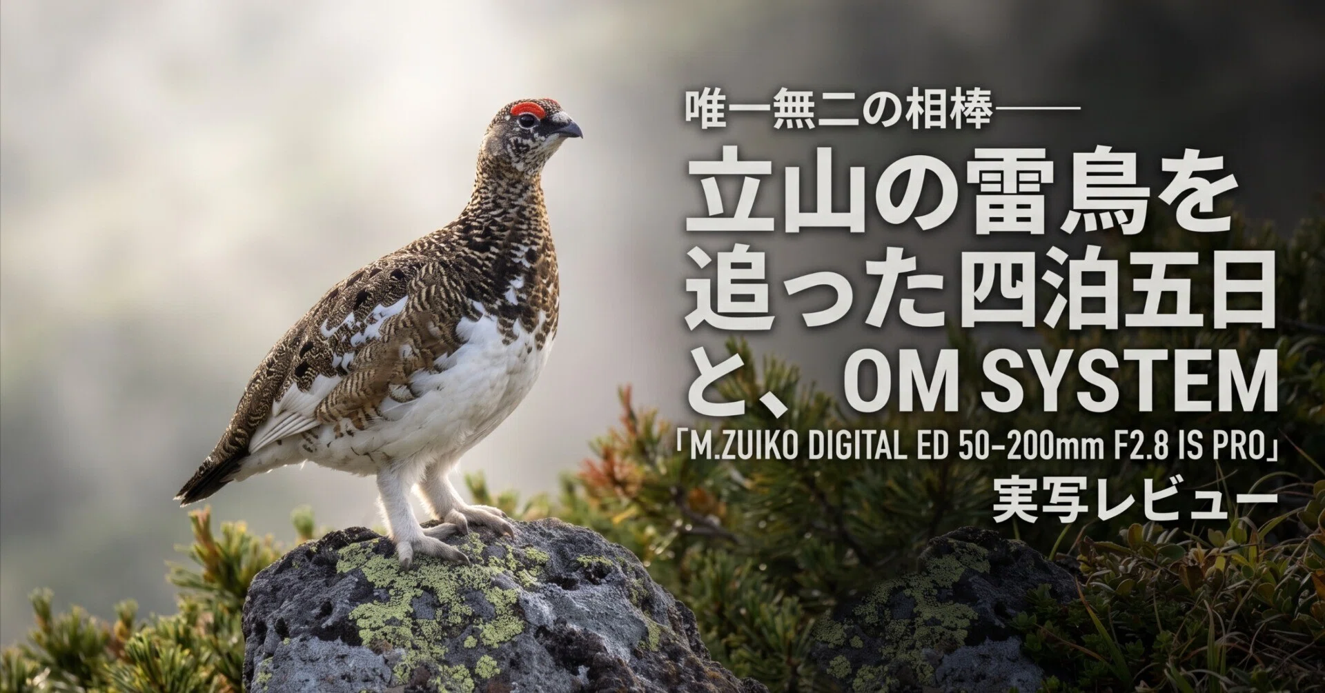 ♡もふもふ雷鳥さん7点セット♡ 唯一無二の相棒——立山の雷鳥を追った四泊五日と、OM SYSTEM「M.ZUIKO