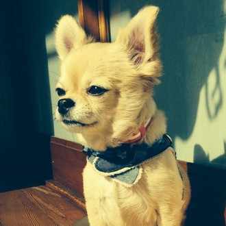 ハキハナハーネスの評判は 大型犬や柴犬にもおすすめって本当 ろかく Note