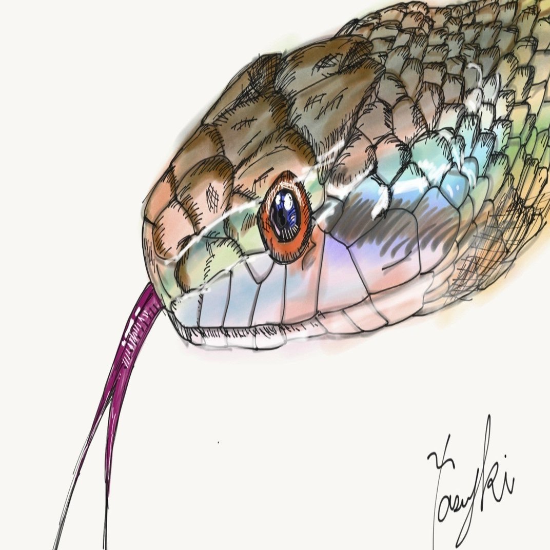 蛇の皮で金運アップップ キシリ Note